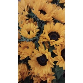 FLOR, GIRASOLS paq.x 5 tiges.