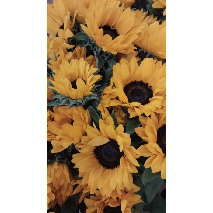 FLOR, GIRASOLS paq.x 5 tiges.