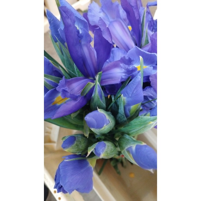 FLOR, IRIS paq. x10 tiges.