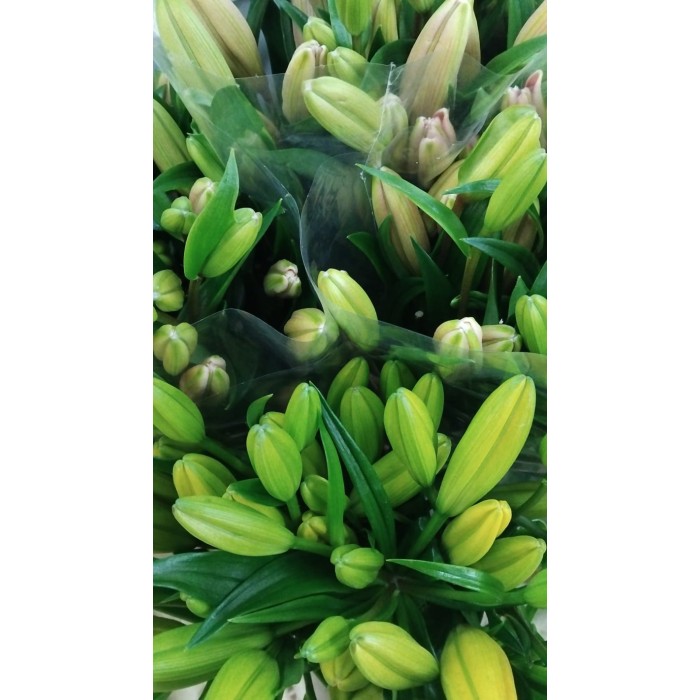 FLOR, LILIUM L.A. MIX (paq. x 10)