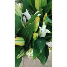 FLOR, LILIUM ORIENTAL BLANC 100cm. (paqx10)