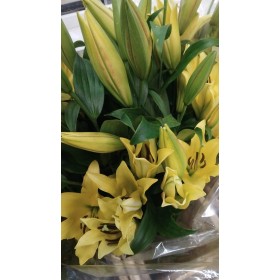 FLOR, LILIUM ORIENTAL GROC 100cm (paq. x 10)