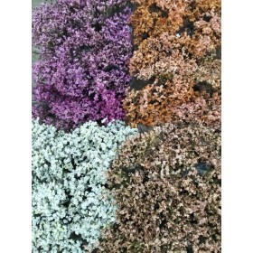FLOR, LIMONIUM COLORS paq. x5 tiges.