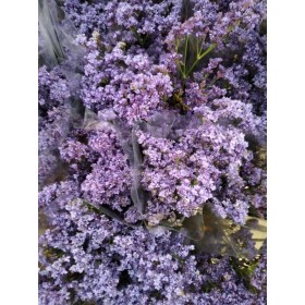FLOR, LIMONIUM paq. x5 NACIONAL