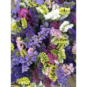 FLOR, STATICE MONOCOLOR/MIX paq.x5 tiges.