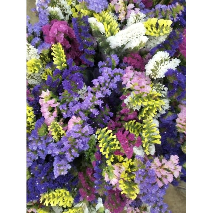 FLOR, STATICE MONOCOLOR/MIX paq.x5 tiges.