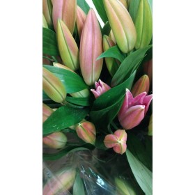 FLOR, LILIUM ORIENTAL ROSA 100cm (paq. x 10)