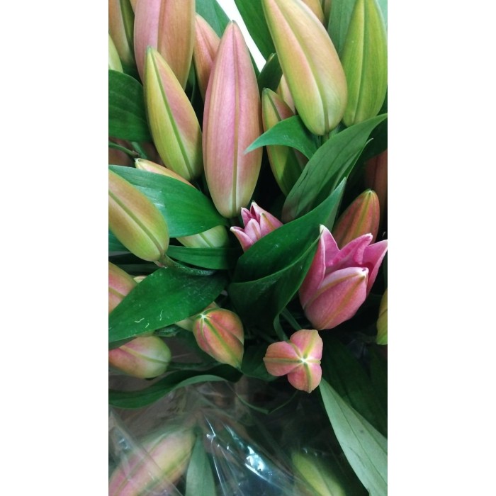 FLOR, LILIUM ORIENTAL ROSA 100cm (paq. x 10)