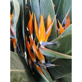 FLOR, STRELITZIA paq.x5 (120cm)