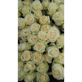 FLOR, ROSA HO. DOLOMITI 70cm, paq.x10 blanca