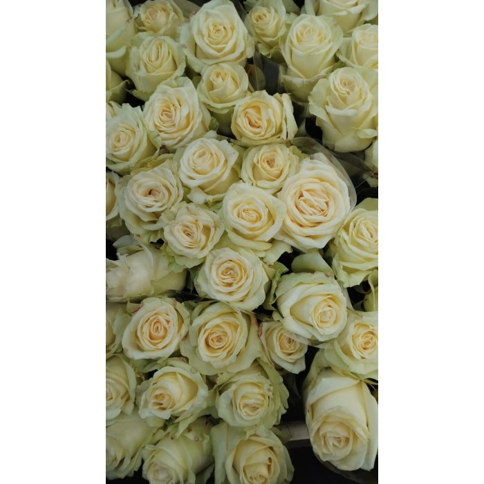 FLOR, ROSA HO. DOLOMITI 70cm, paq.x10 blanca