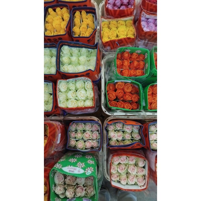 ROSA ECUADOR,  60cm. x25 COLORS