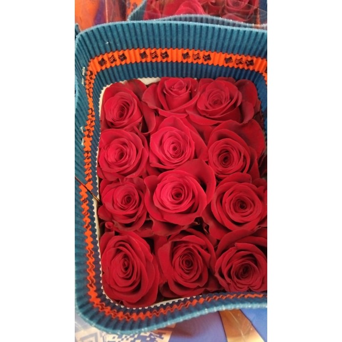 ROSA 50cm. x25 FREEDOM vermell