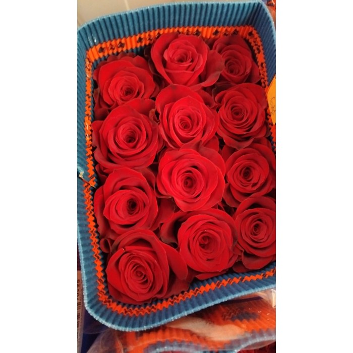 ROSA 70cm. x25 FREEDOM vermell