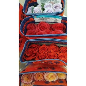 ROSA ECUADOR,  50cm. x12 tiges.