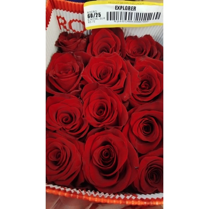 ROSA 60cm. x25 EXPLORER , vermell.