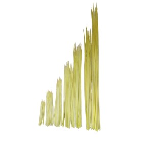 PALMA, PUNTES (de 60 a 80 cm)