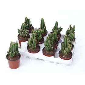 CACTUS ORDINADOR M 9 cereus floridiano (safa.x12)