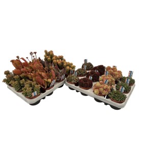 CRASAS COLECIO M 8.5 MIX (preu per safata x12)