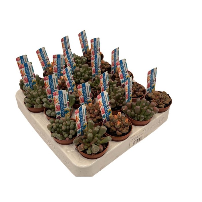 CRASSA  COLECCION   M5.5   (preu bandeja x20)