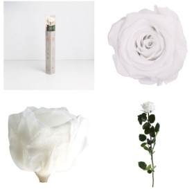 ROSA PRESERVADA BLANCA CAIXA REGAL 55CM