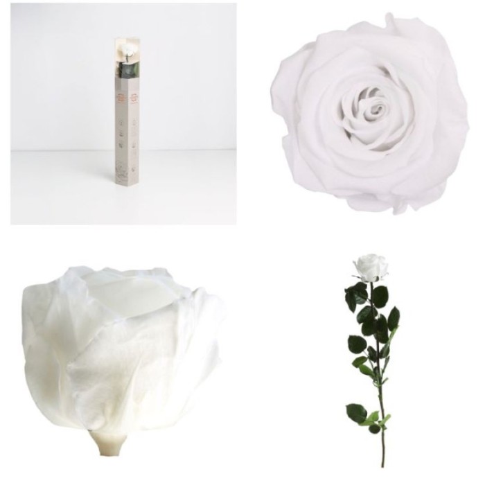 ROSA PRESERVADA BLANCA CAIXA REGAL 55CM