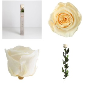 ROSA PRESERVADA CHAMPAGNE CAIXA REGAL 55CM