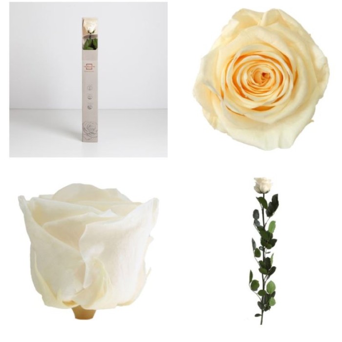 ROSA PRESERVADA CHAMPAGNE CAIXA REGAL 55CM