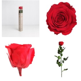 ROSA PRESERVADA VERMELLA CAIXA REGAL 55CM