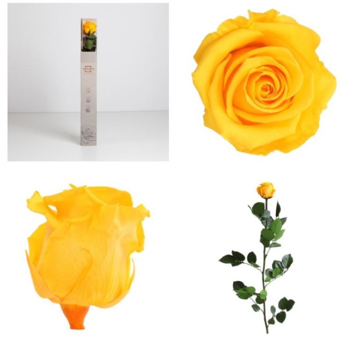 ROSA PRESERVADA GROGA CAIXA REGAL 55CM