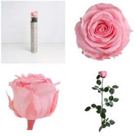 ROSA PRESERVADA ROSA PASTEL CAIXA REGAL 55CM