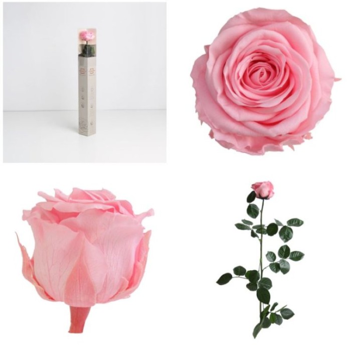 ROSA PRESERVADA ROSA PASTEL CAIXA REGAL 55CM