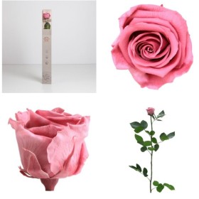 ROSA PRESERVADA CHERRY VINTAGE CAIXA REGAL 55CM