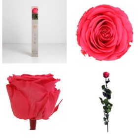 ROSA PRESERVADA ROSA FORT CAIXA REGAL 55CM
