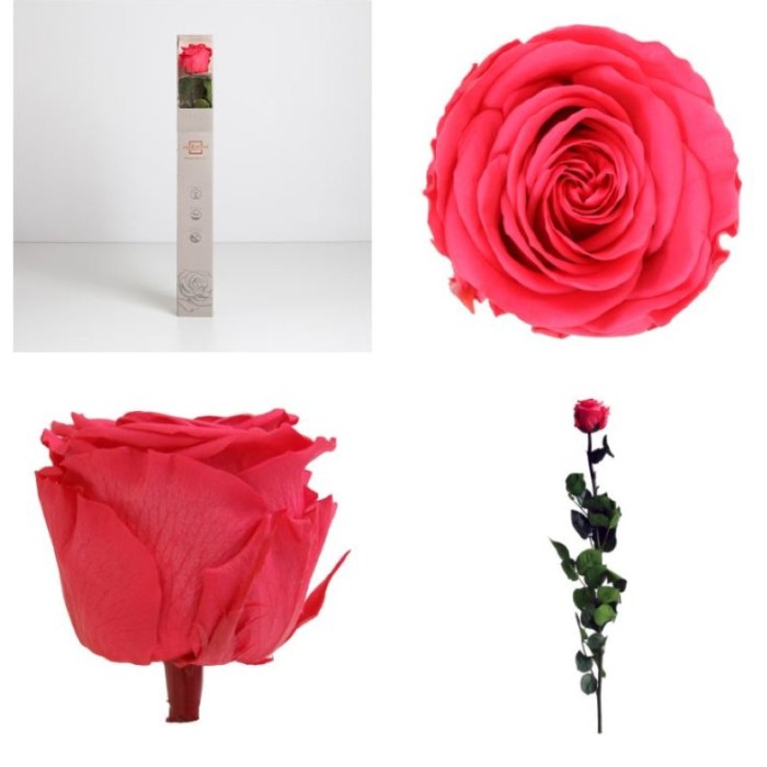 ROSA PRESERVADA ROSA FORT CAIXA REGAL 55CM