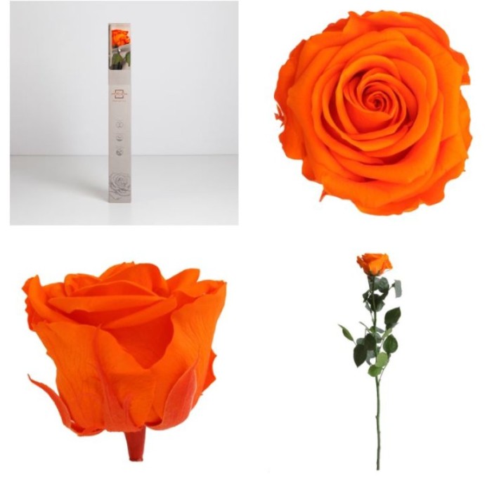 ROSA PRESERVADA TARONJA CAIXA REGAL 55CM