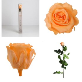 ROSA PRESERVADA PRESSEC CAIXA REGAL 55CM