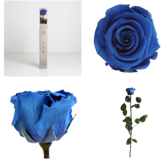 ROSA PRESERVADA BLAVA CAIXA REGAL 55CM