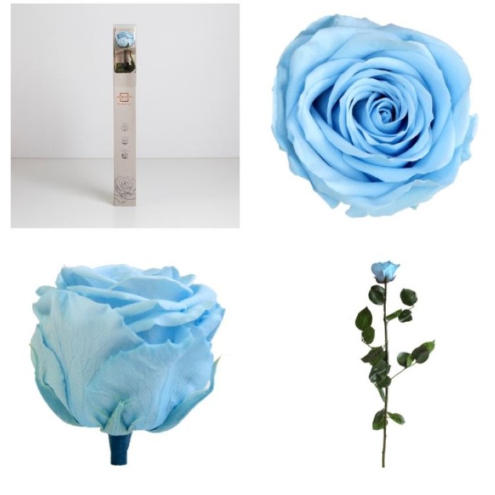 ROSA PRESERVADA BLAU CLAR CAIXA REGAL 55CM