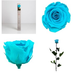 ROSA PRESERVADA TURQUESA CAIXA REGAL 55CM