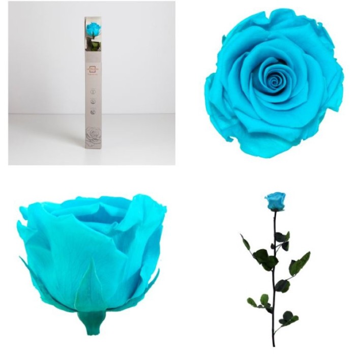 ROSA PRESERVADA TURQUESA CAIXA REGAL 55CM