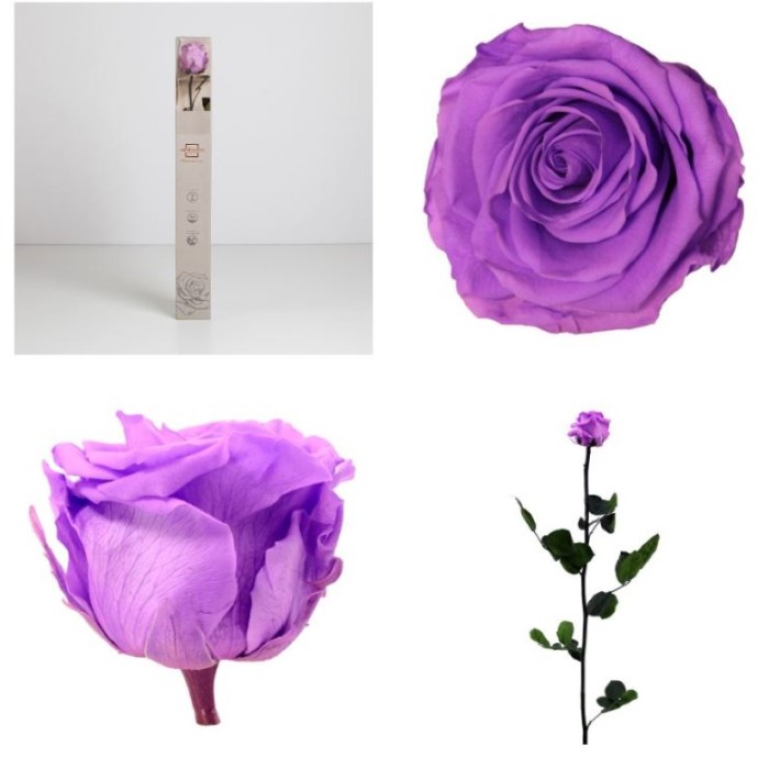 ROSA PRESERVADA LILA BRILLANT CAIXA REGAL 55CM