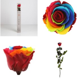 ROSA PRESERVADA RAINBOW CAIXA REGAL 55CM