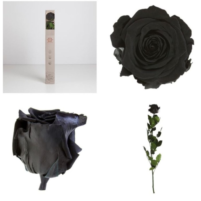 ROSA PRESERVADA NEGRA CAIXA REGAL 55CM