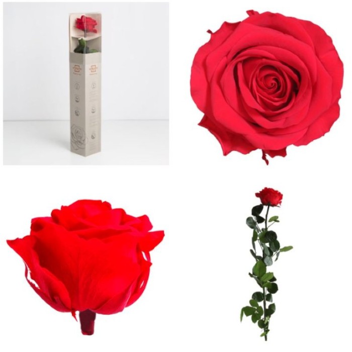 ROSA PRESERVADA VERMELLA PREMIUM CAIXA REGAL 55CM