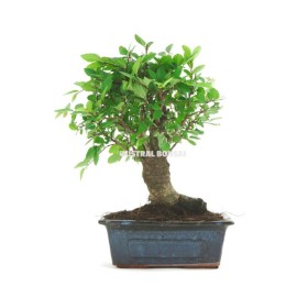 BONSÁI  3 ANYS ZELKOVA PARVIFLORA