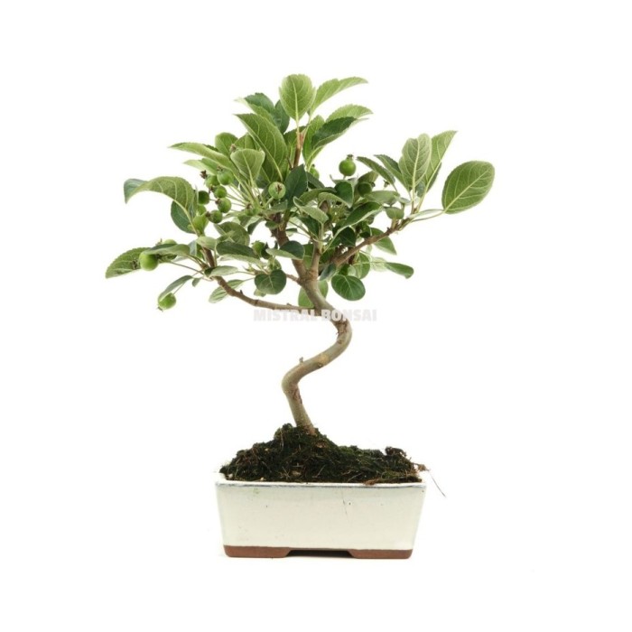 BONSAI 7 ANYS MALUS DOMESTICA zp-B2