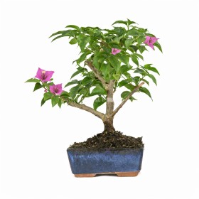 BONSÁI  5 ANYS BOUGANVILLEA GLABRA