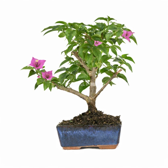 BONSÁI  5 ANYS BOUGANVILLEA GLABRA