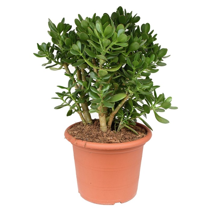 CRASSULA OVATA M30